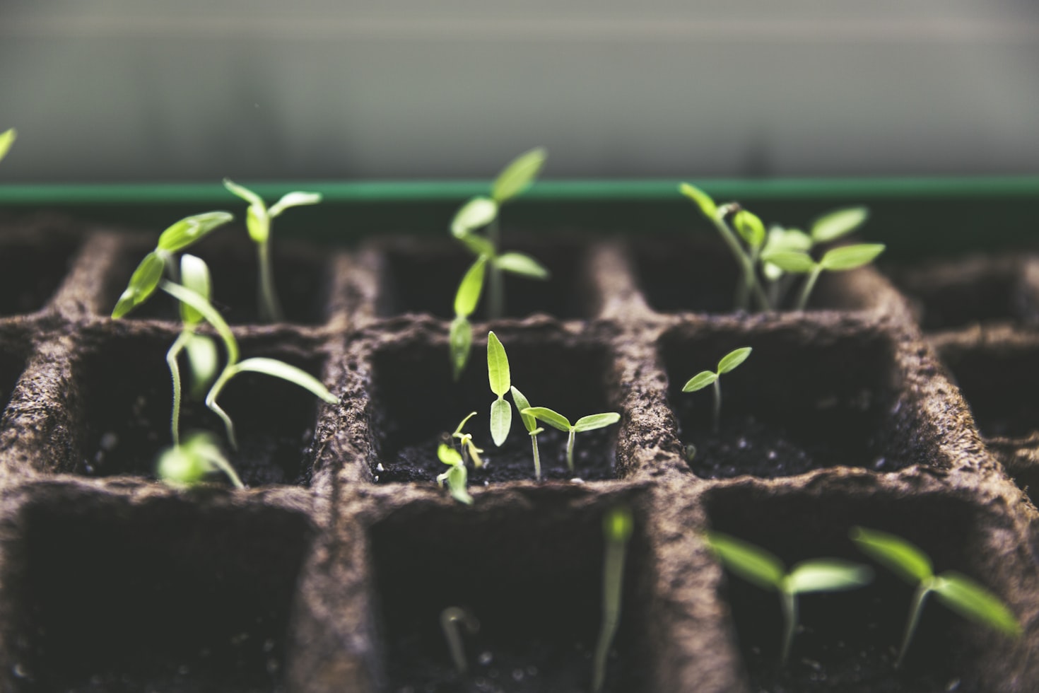 Plant Community